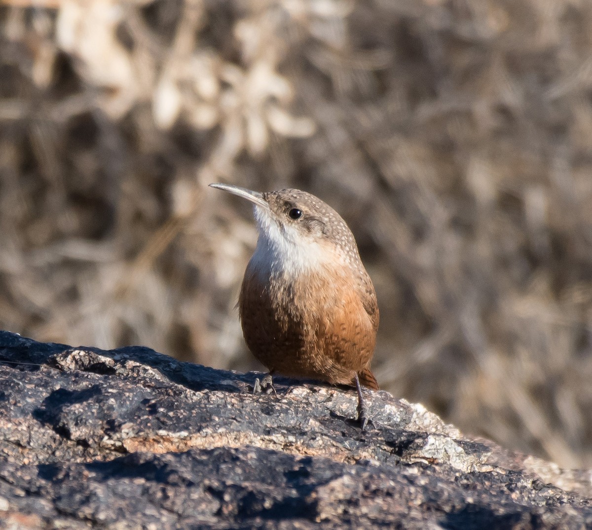 Canyon Wren - ML288241311