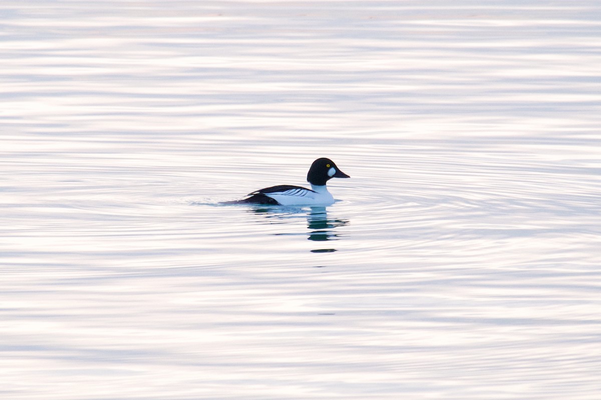 Common Goldeneye - Kevin Lin