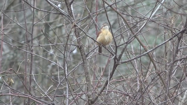 Carolina Wren - ML288242391