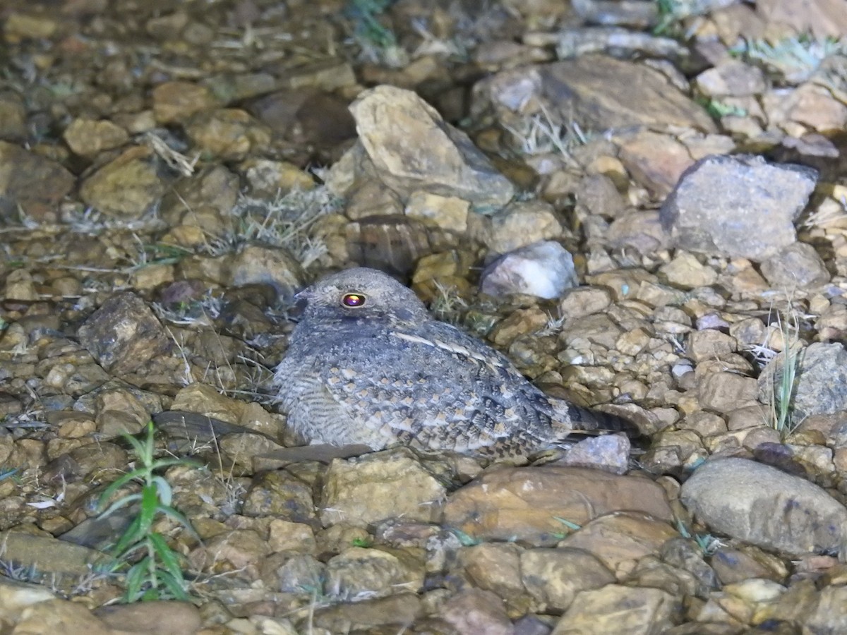 Savanna Nightjar - Ashwin Viswanathan