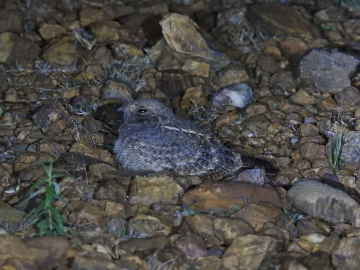 Savanna Nightjar - Ashwin Viswanathan