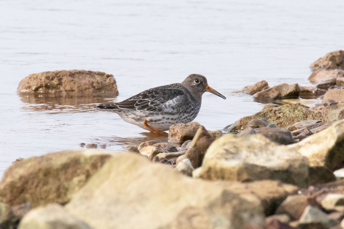 Purple Sandpiper - ML288243141