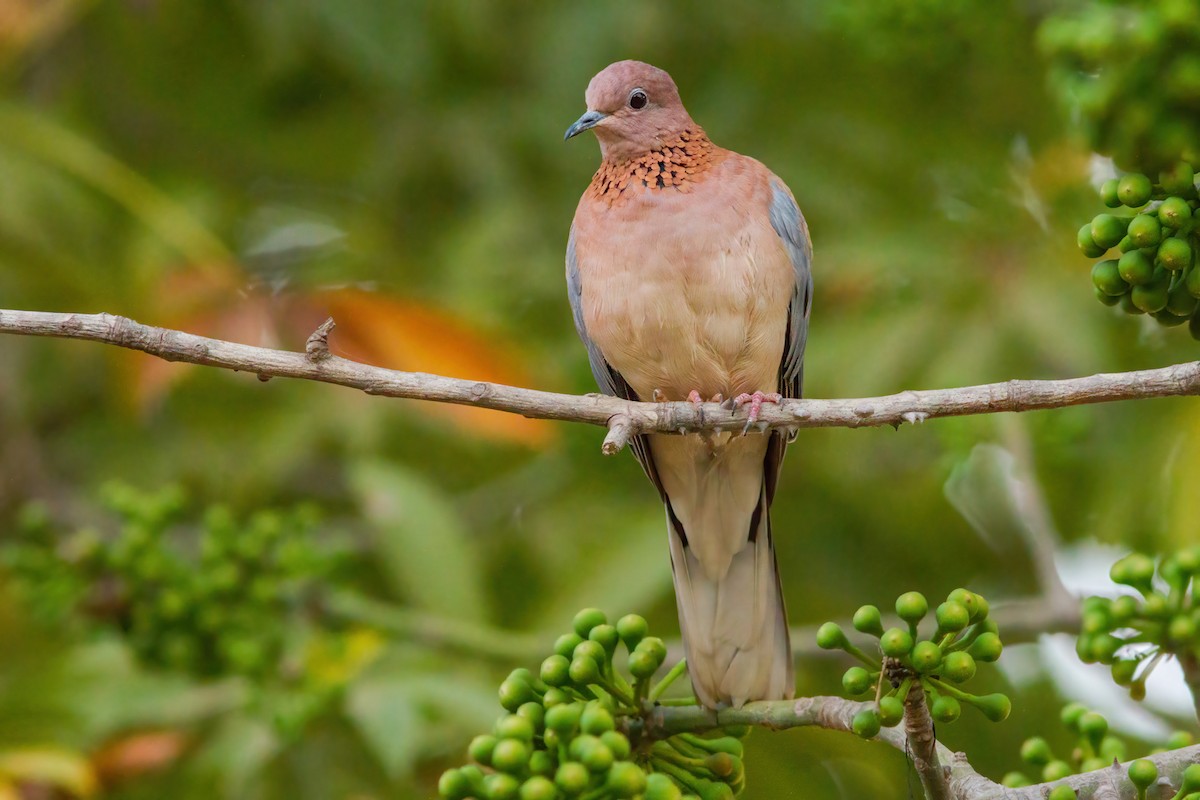 Laughing Dove - ML288243751