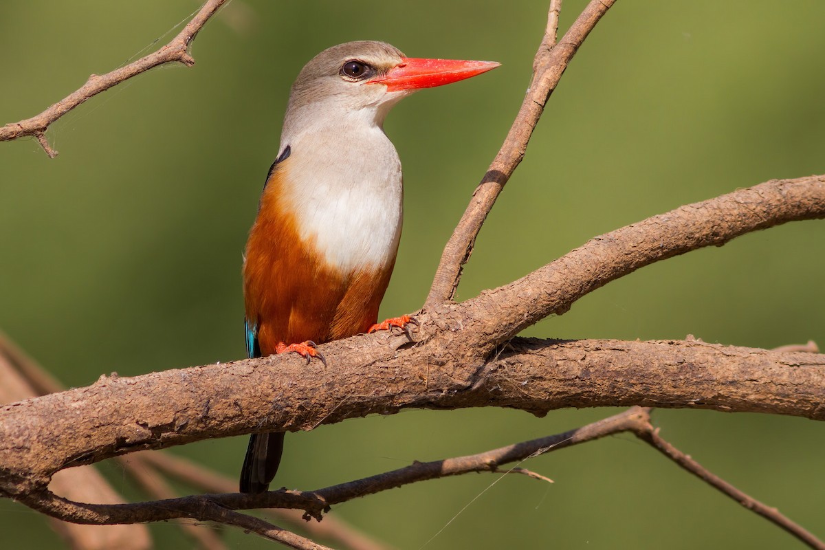 Gray-headed Kingfisher - ML288244571