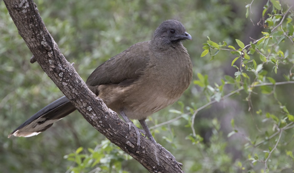 Plain Chachalaca - ML288245581