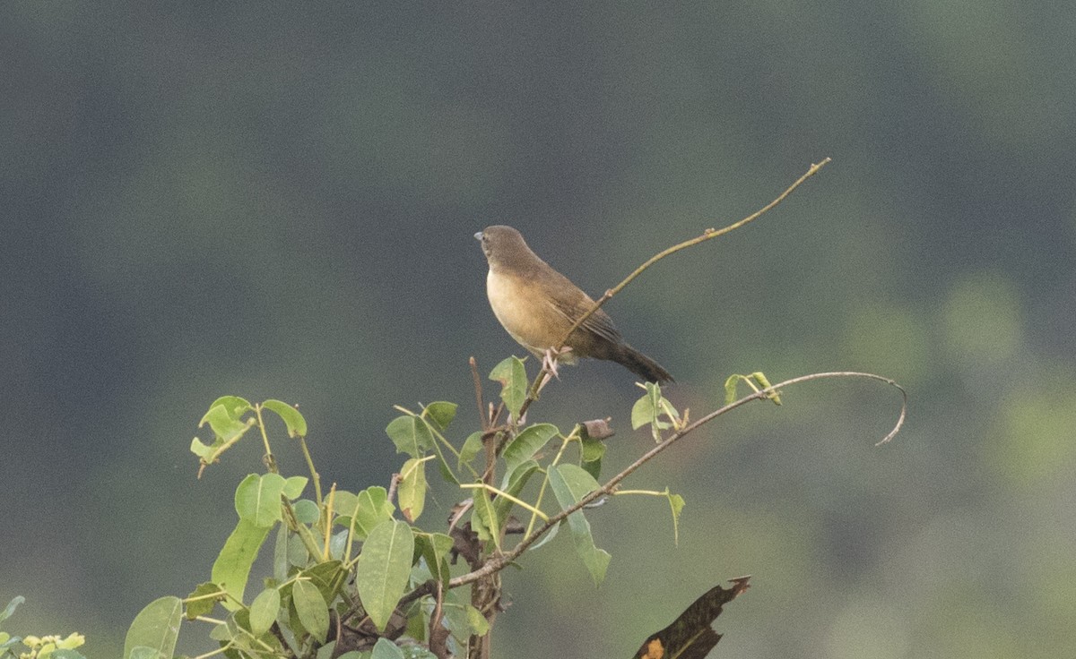Broad-tailed Grassbird - Arnold Goveas