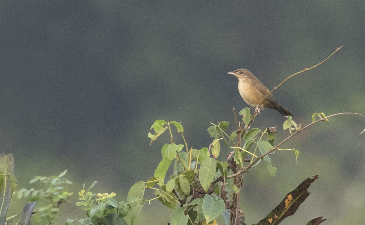 Broad-tailed Grassbird - ML288246761