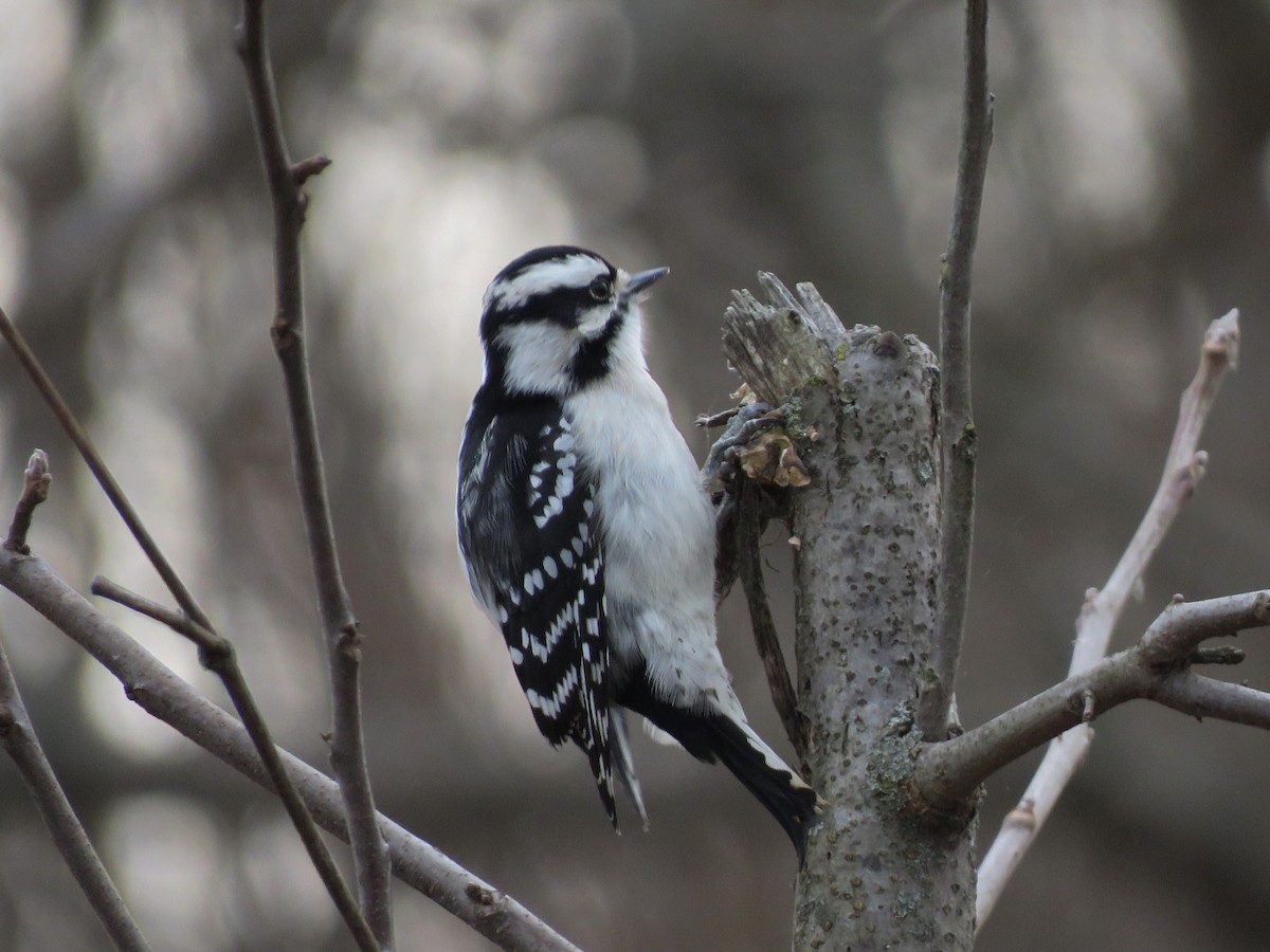 Downy Woodpecker (Eastern) - ML288246871