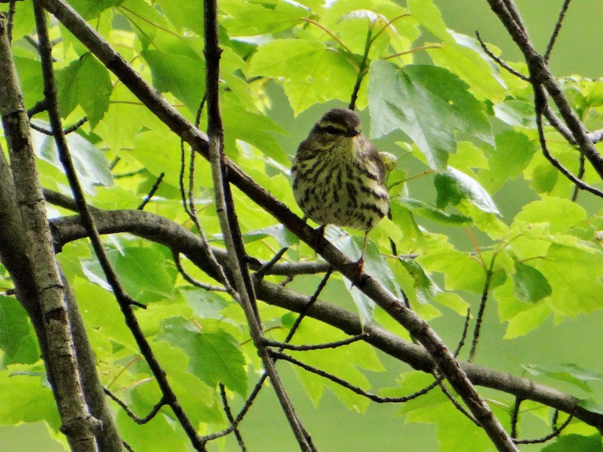 Northern Waterthrush - ML28824691