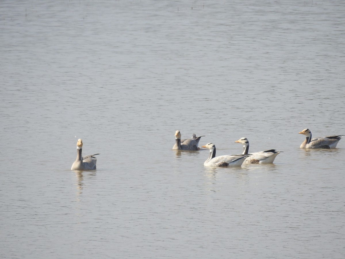 Bar-headed Goose - ML288247011