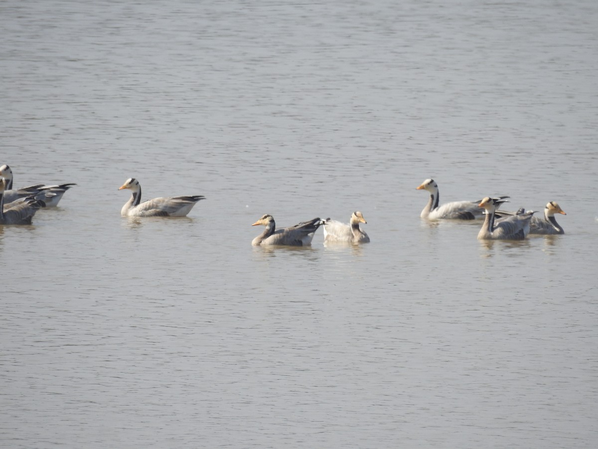 Bar-headed Goose - ML288247031