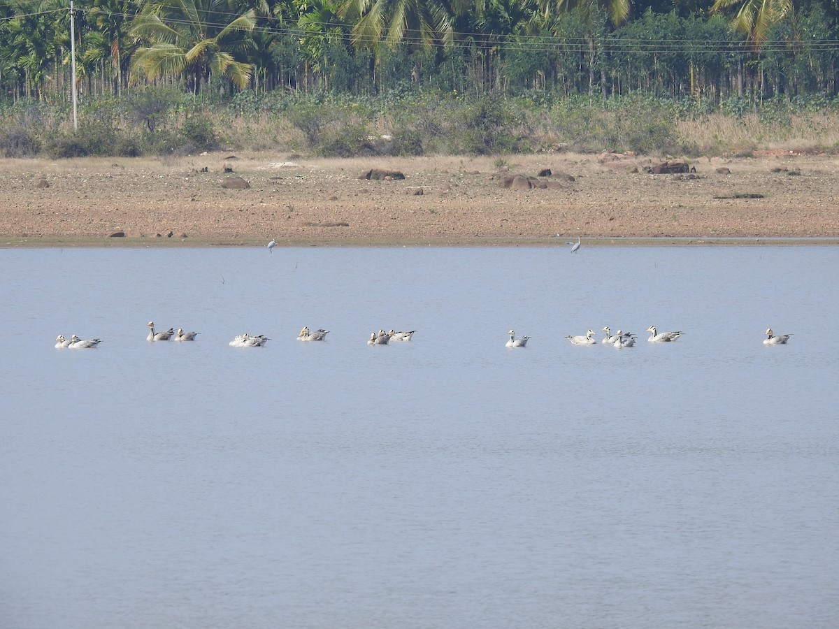 Bar-headed Goose - ML288247041