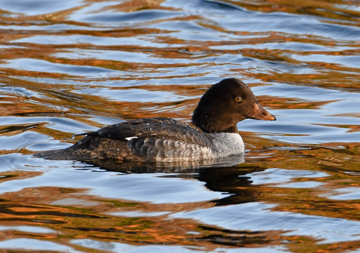 Barrow's Goldeneye - Trevor Ambrico