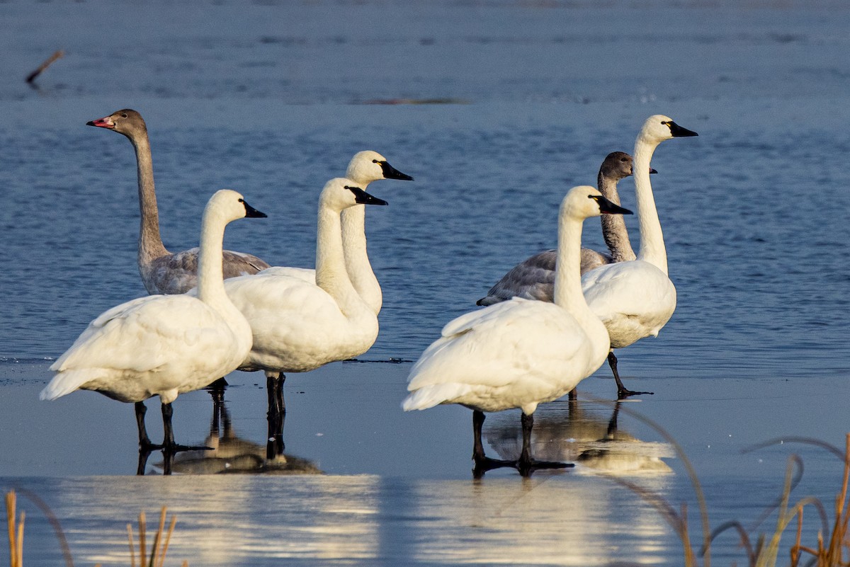 Tundra Swan - ML288248661