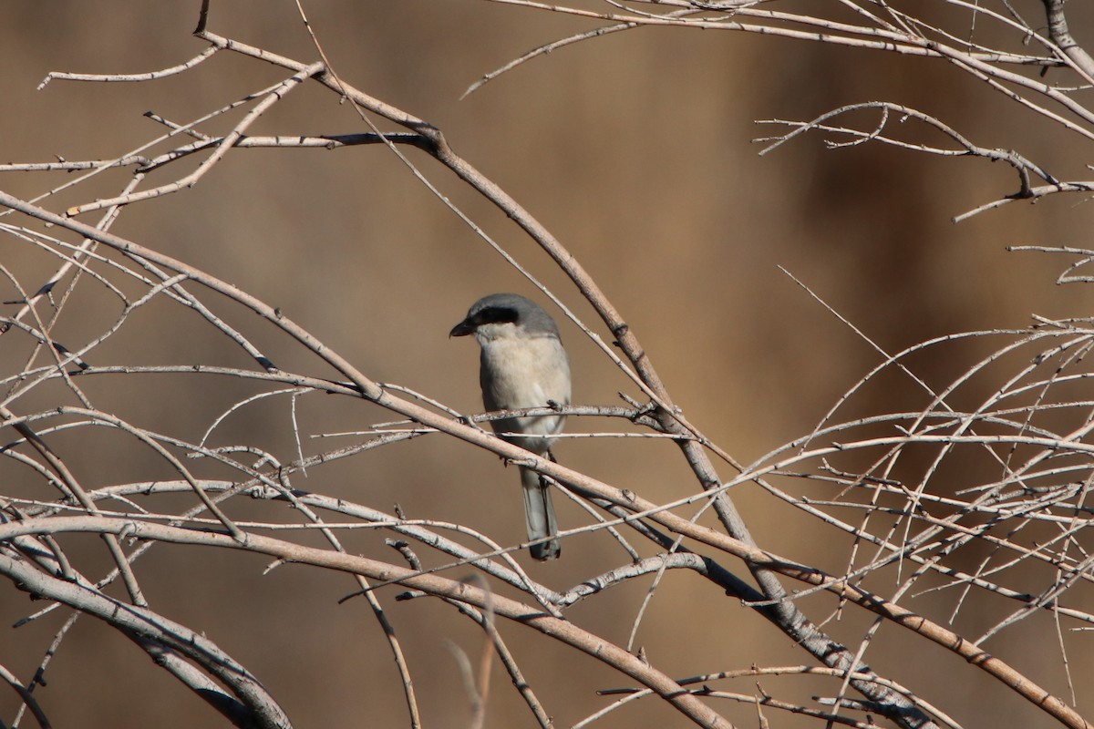 Loggerhead Shrike - ML288250881