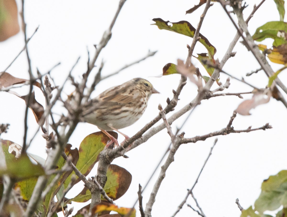 Savannah Sparrow - ML288251991