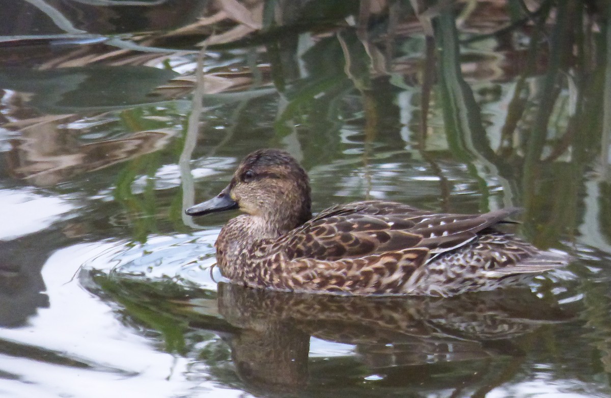 Green-winged Teal - ML288252931