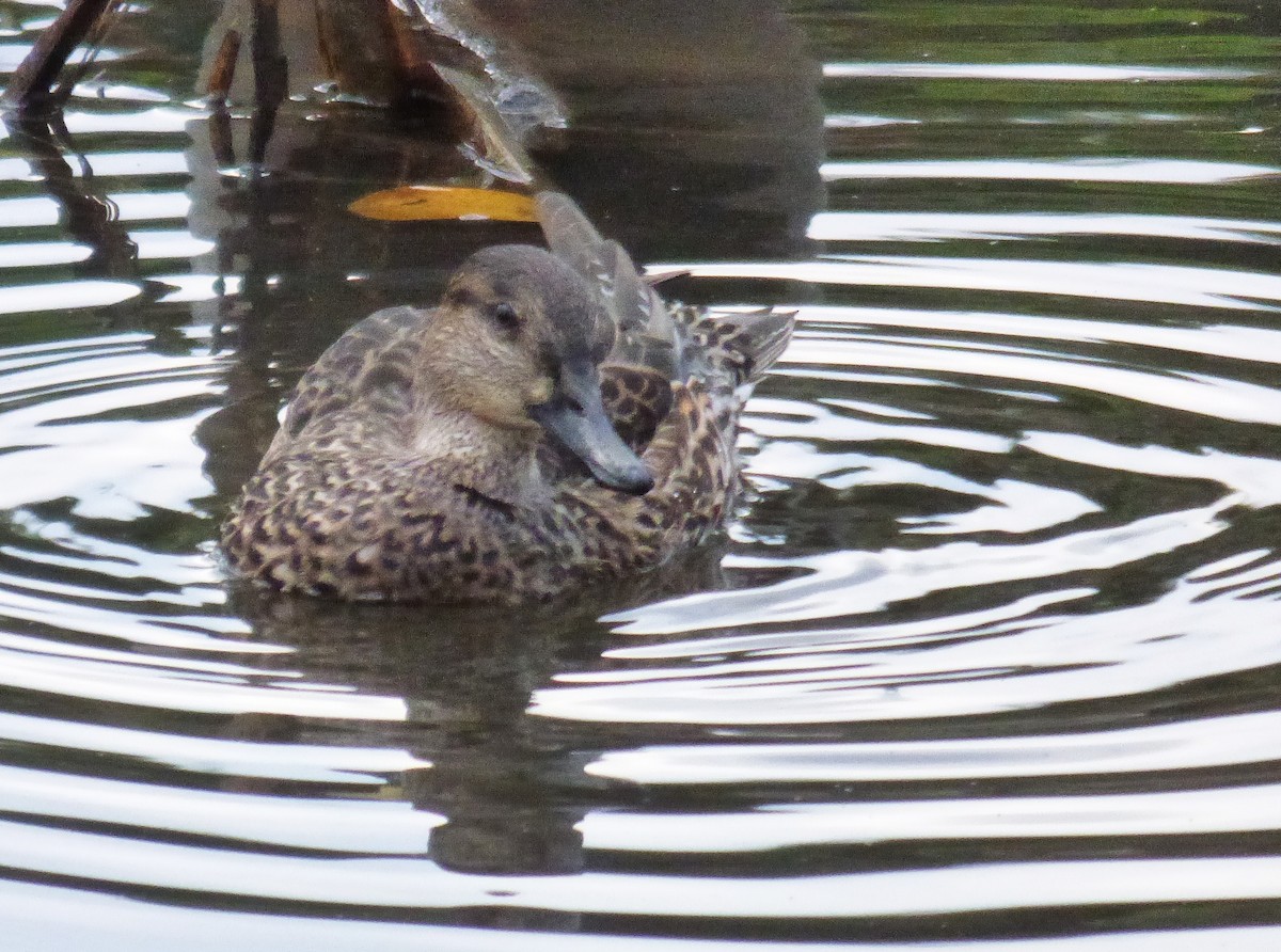 Green-winged Teal - ML288253011