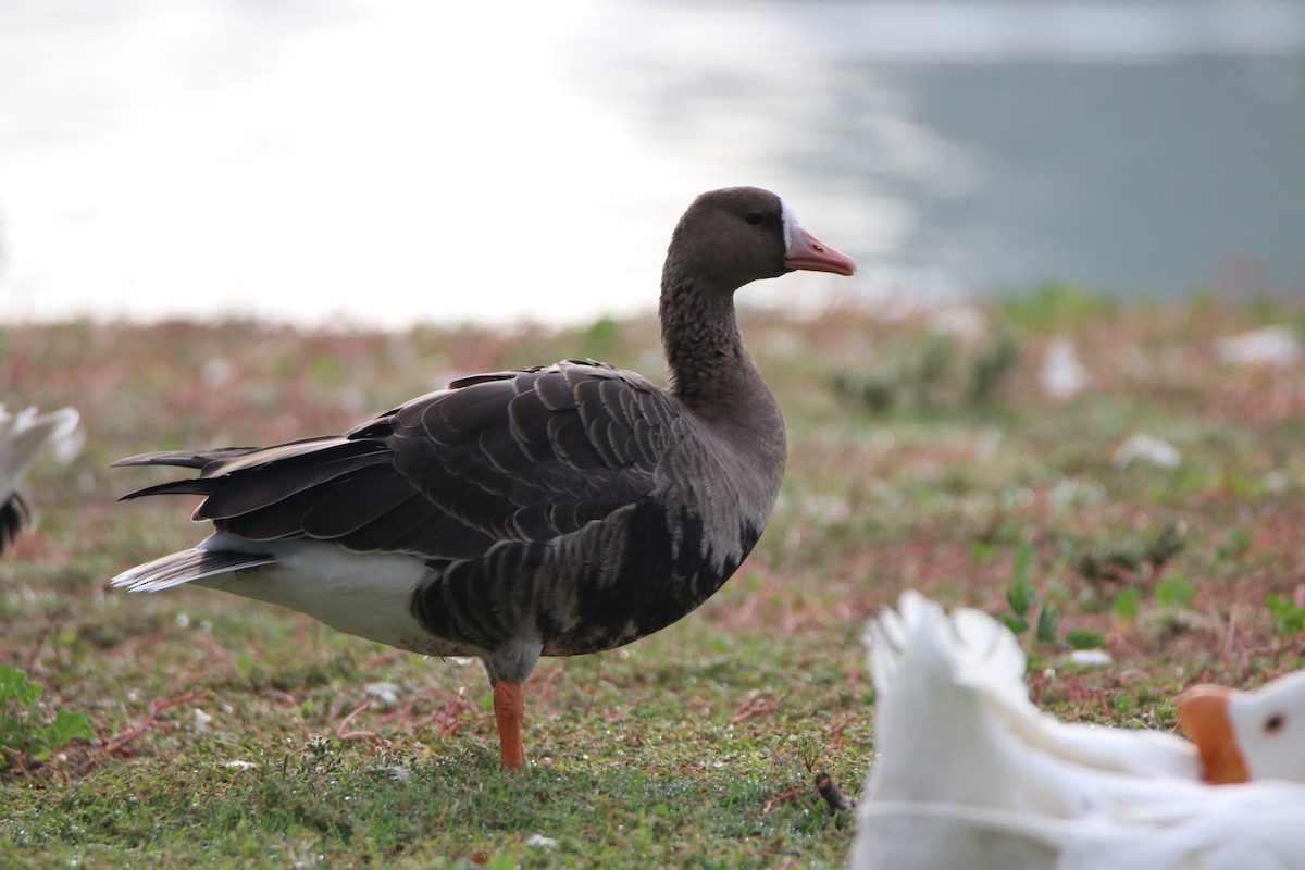 Greater White-fronted Goose - ML288253651