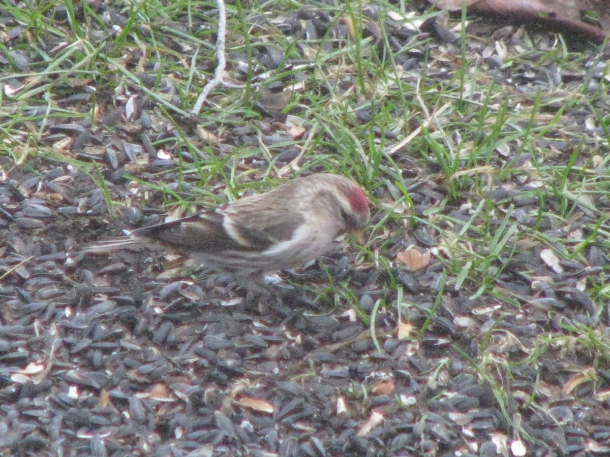 Common Redpoll - ML288254281