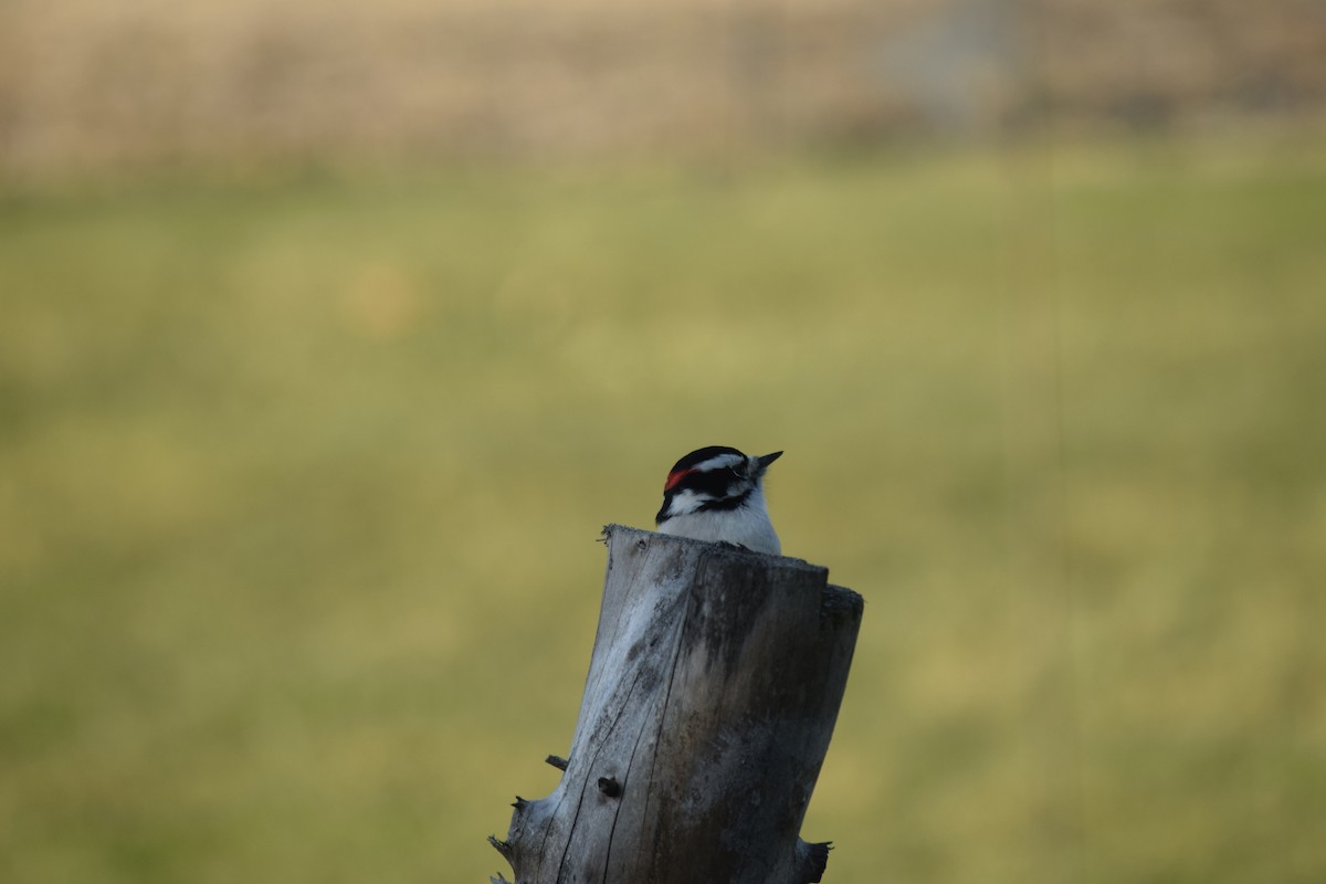 Downy Woodpecker - ML288256081