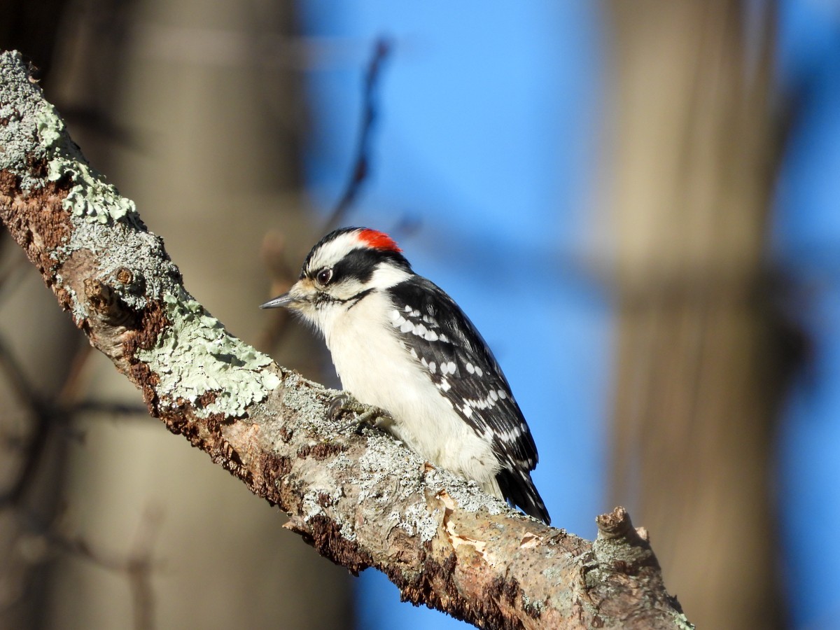 Downy Woodpecker (Eastern) - ML288256271
