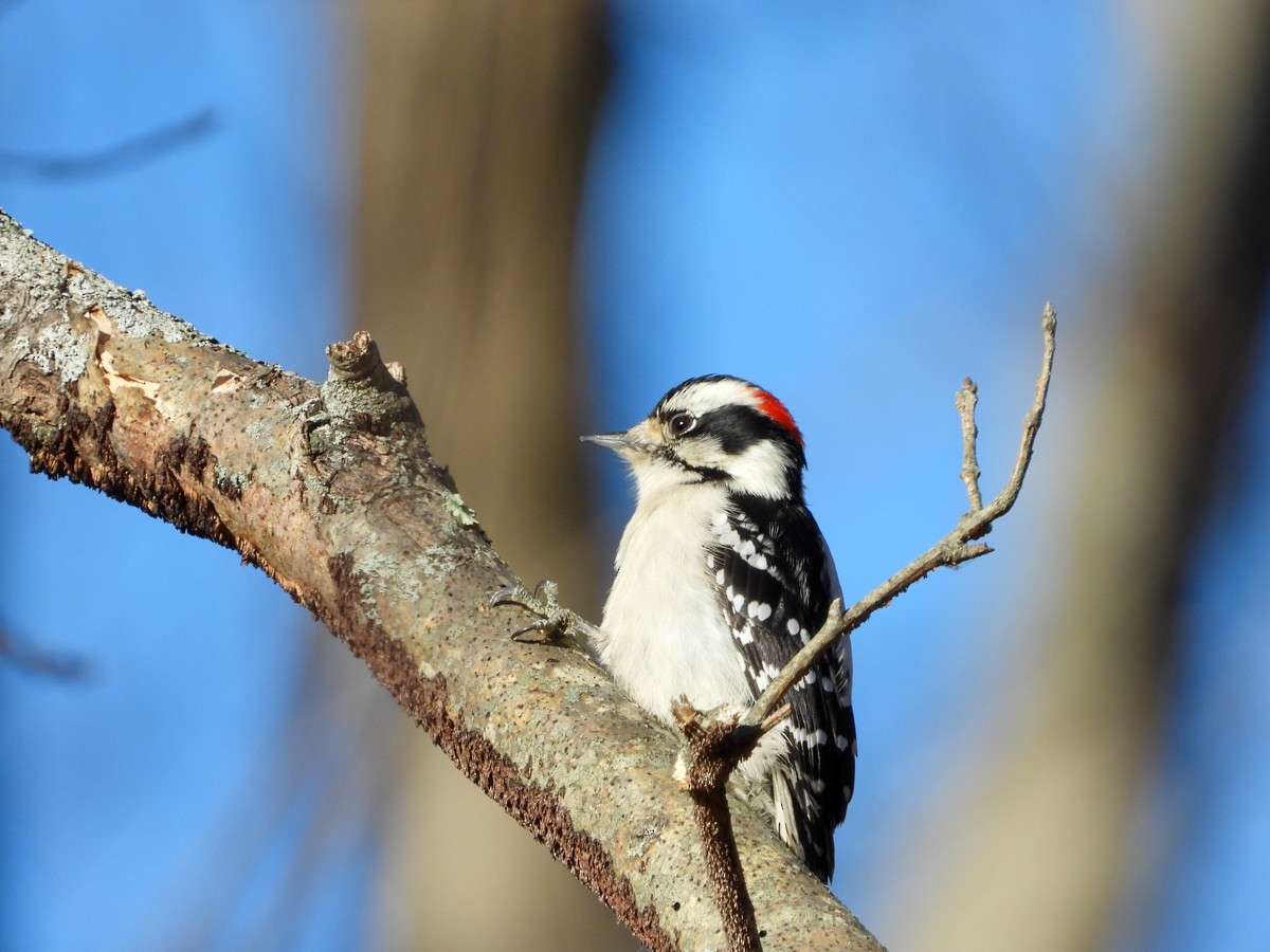 Downy Woodpecker (Eastern) - ML288256281