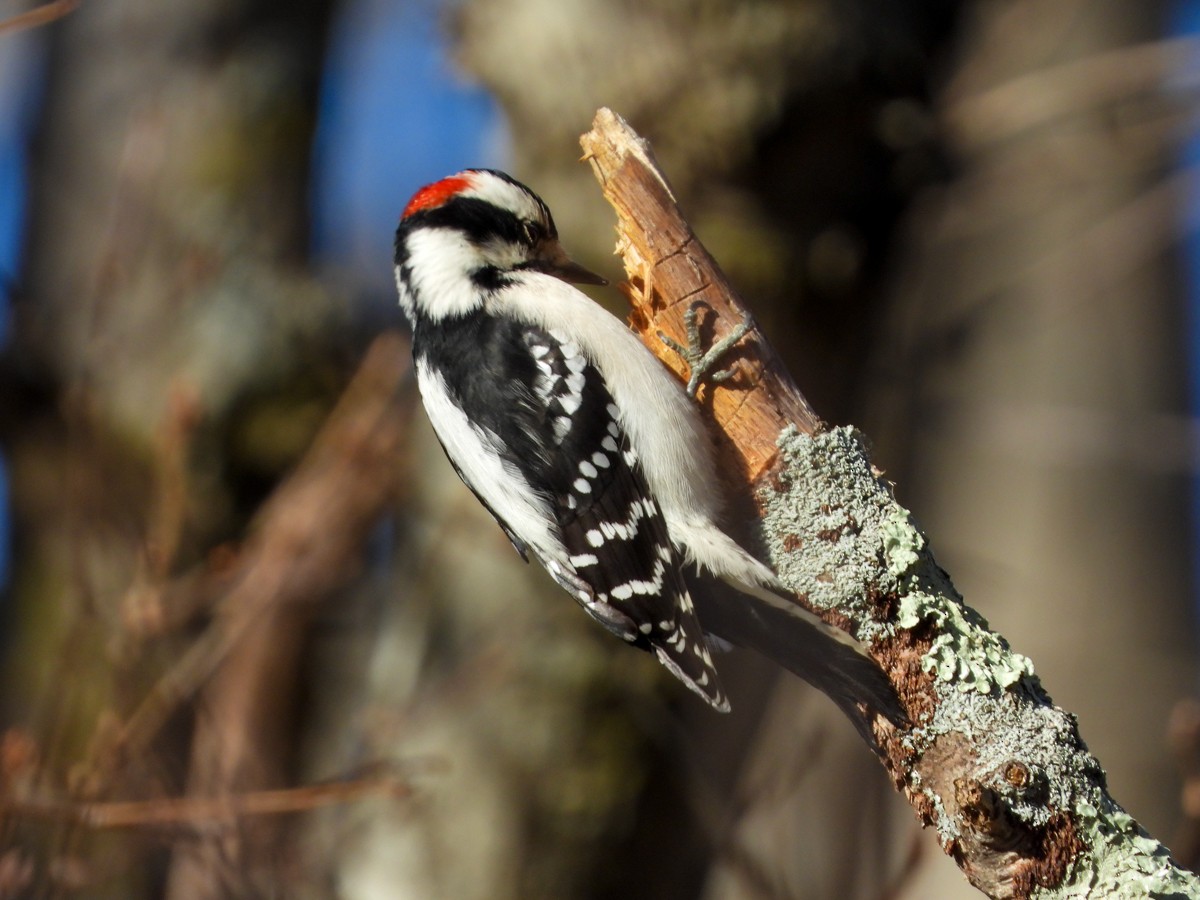 Downy Woodpecker (Eastern) - ML288256291