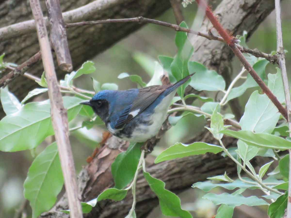 Black-throated Blue Warbler - JamEs ParRis