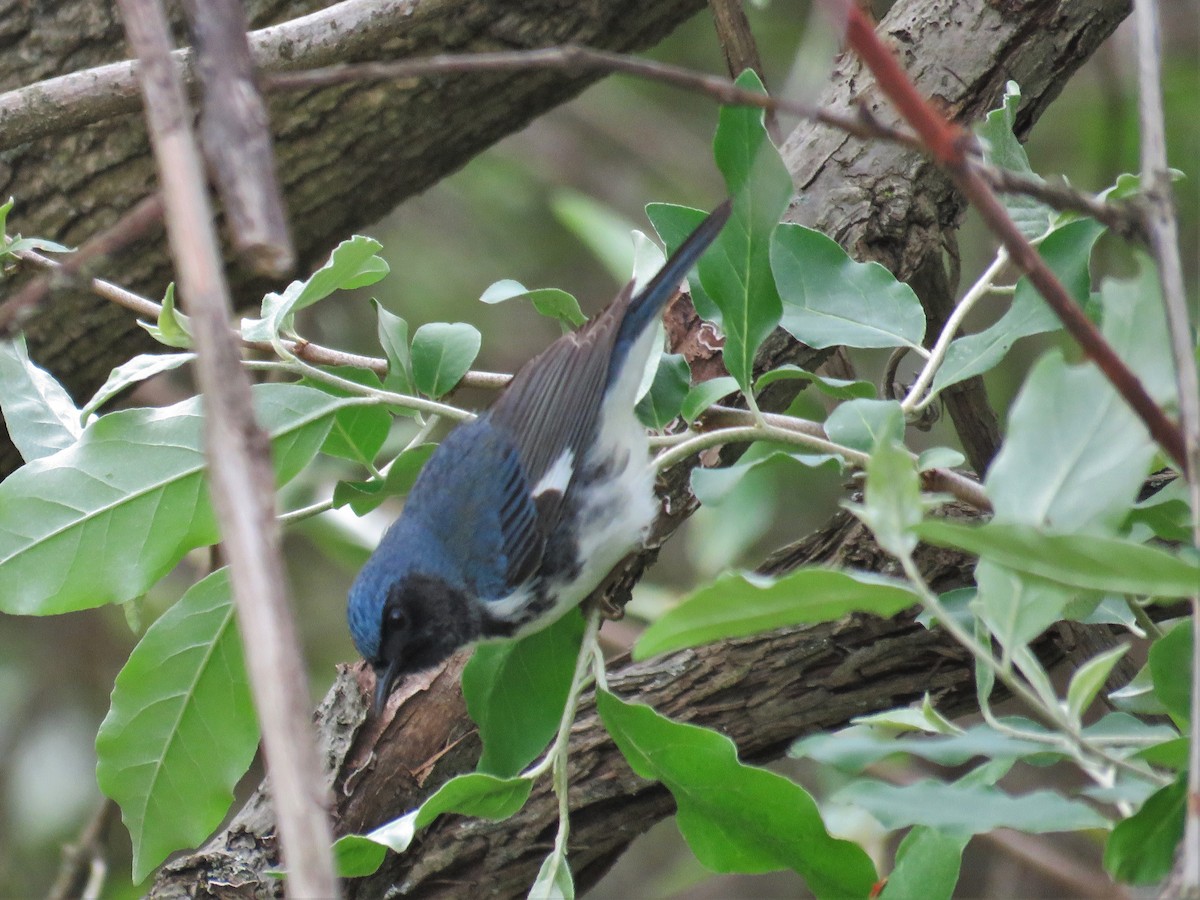 Black-throated Blue Warbler - ML28825731