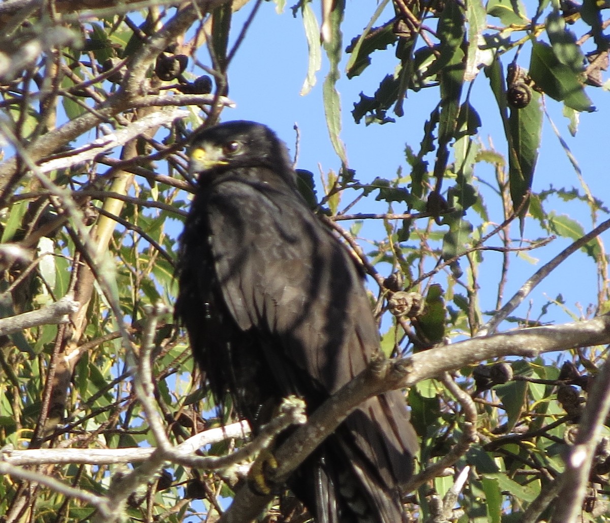 Rußbussard - ML288257311