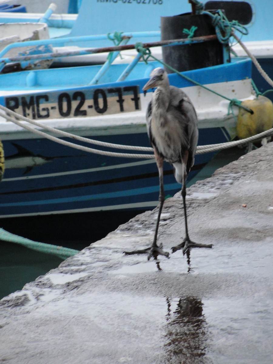 Great Blue Heron - ML288257801