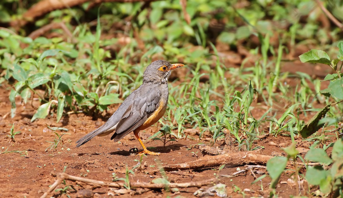 African Bare-eyed Thrush - ML288260261