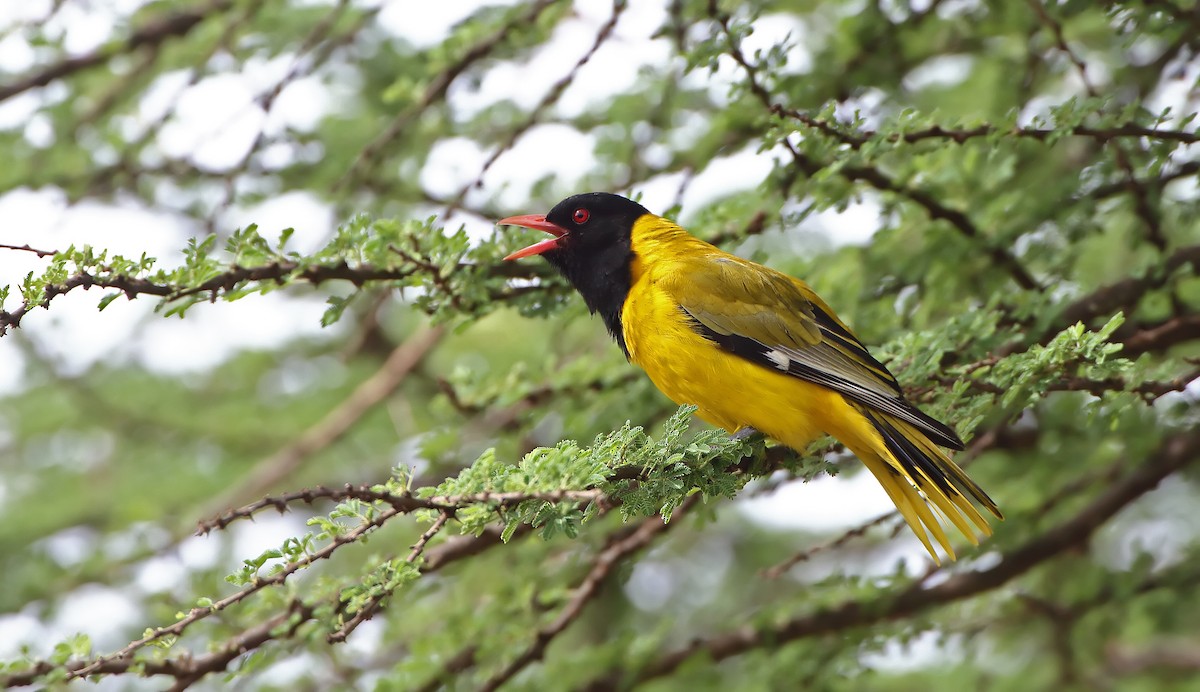 African Black-headed Oriole - ML288261091