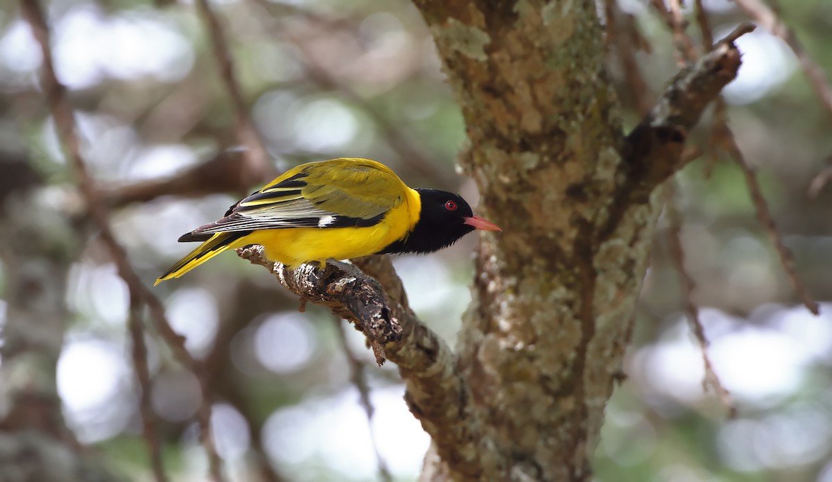 African Black-headed Oriole - Akis Gaitanakis