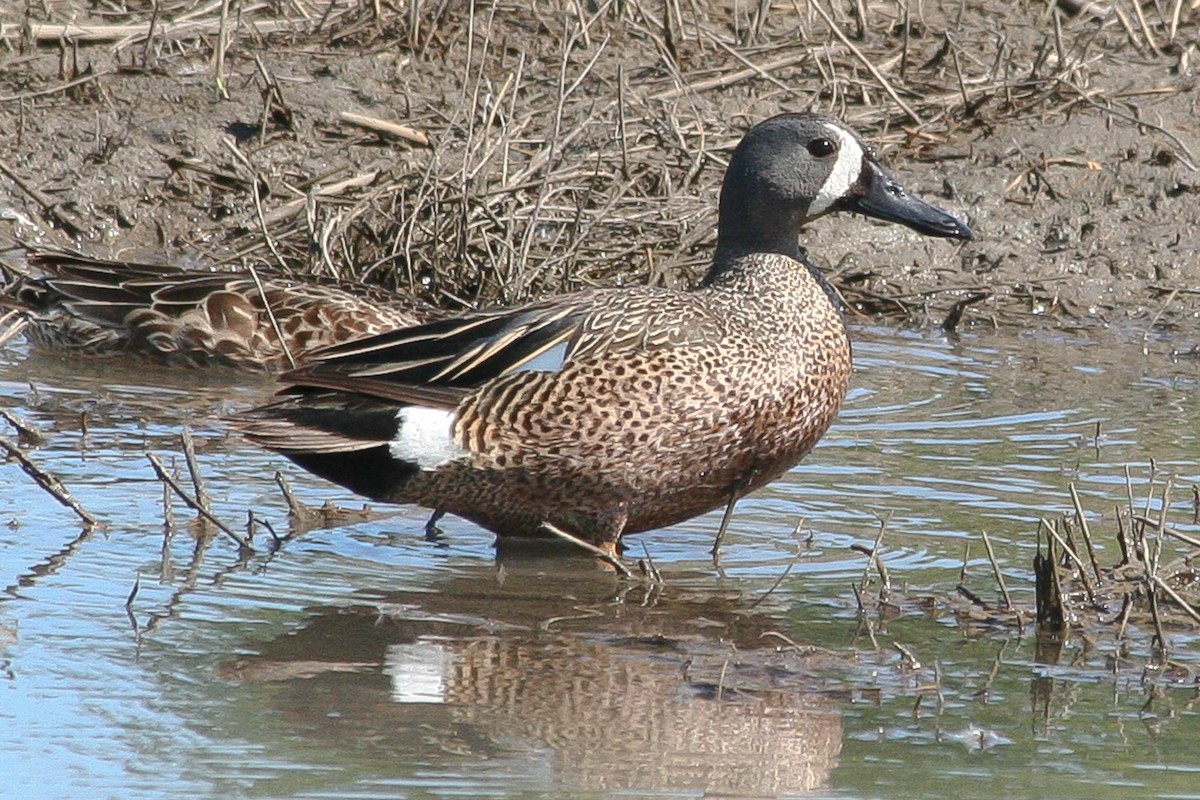 Blue-winged Teal - ML288263301