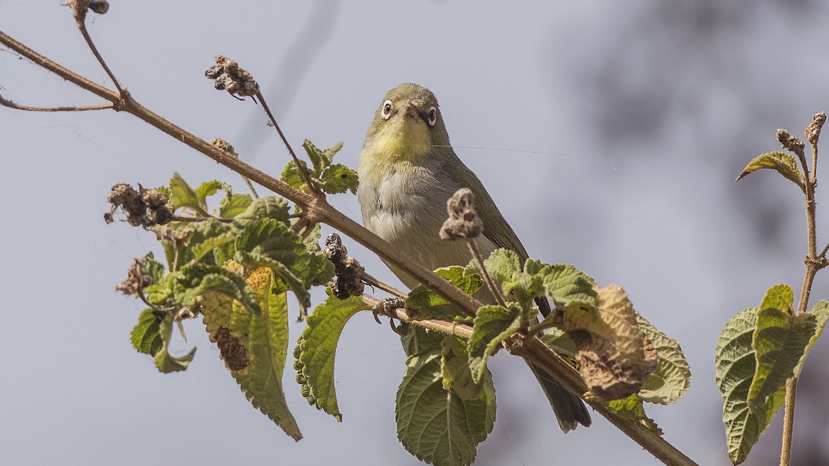 Abyssinian White-eye - ML288263321