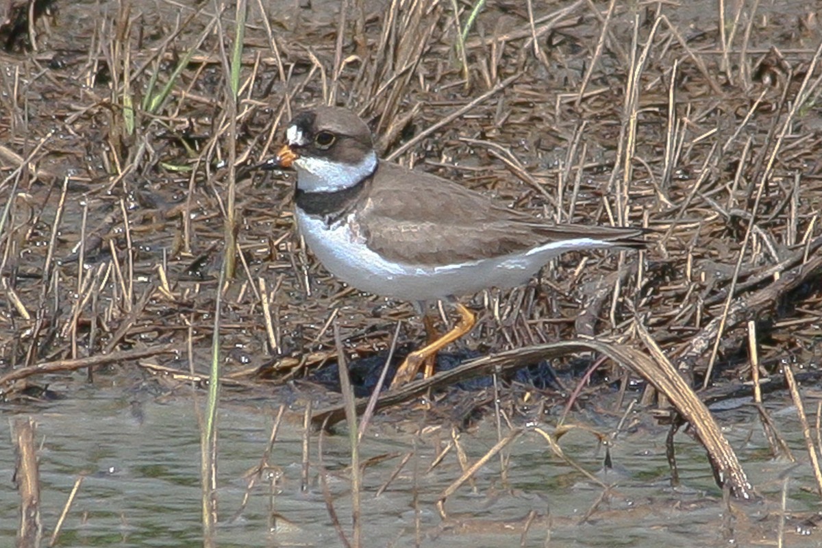 Semipalmated Plover - ML288263371