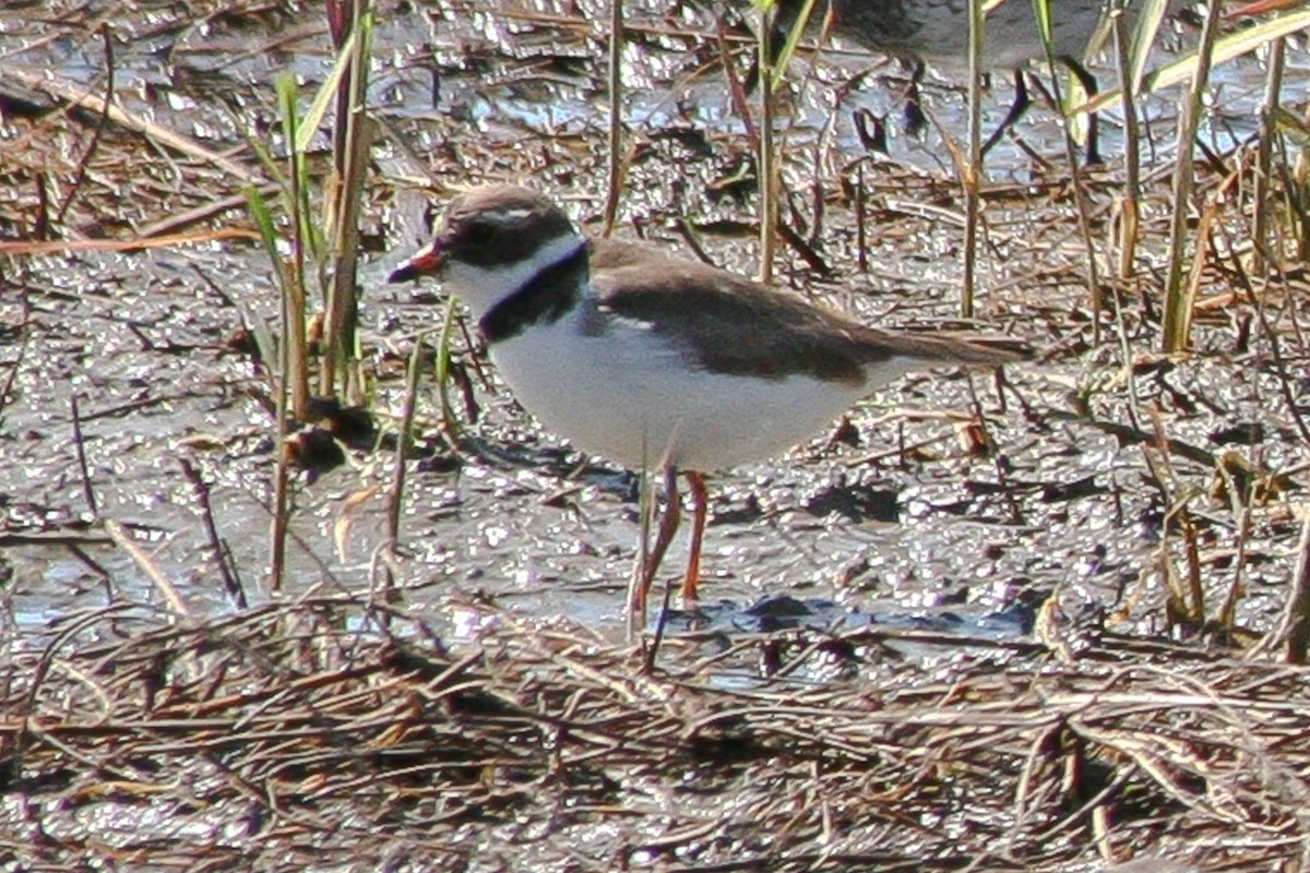 Semipalmated Plover - ML288263381