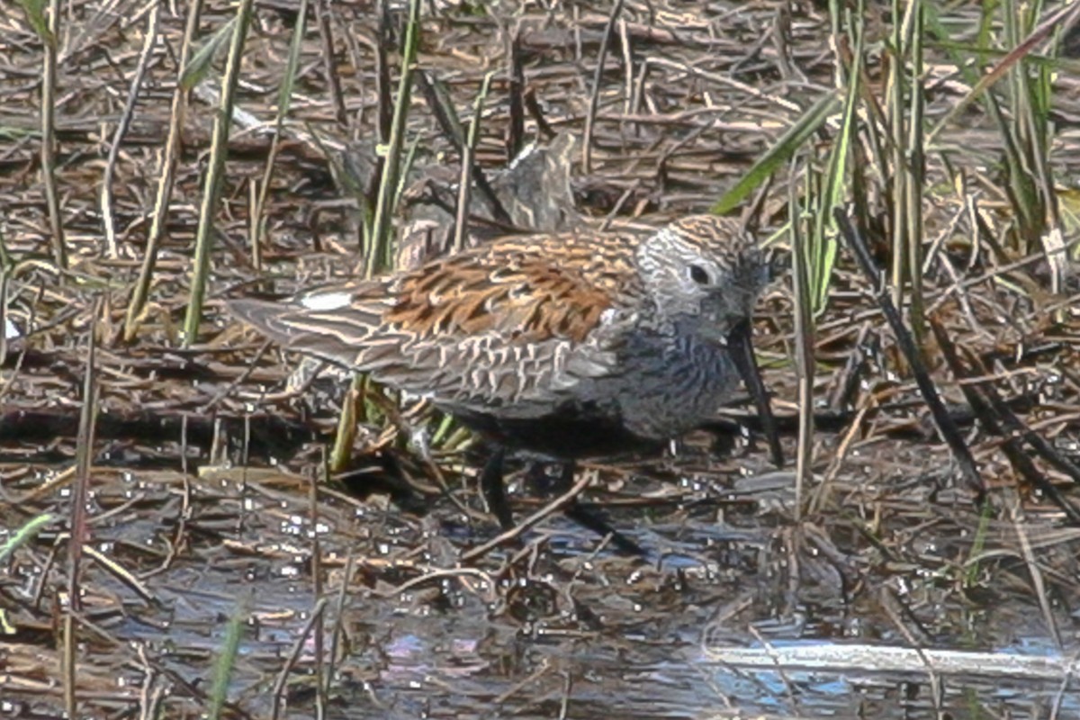 Dunlin - ML288263451