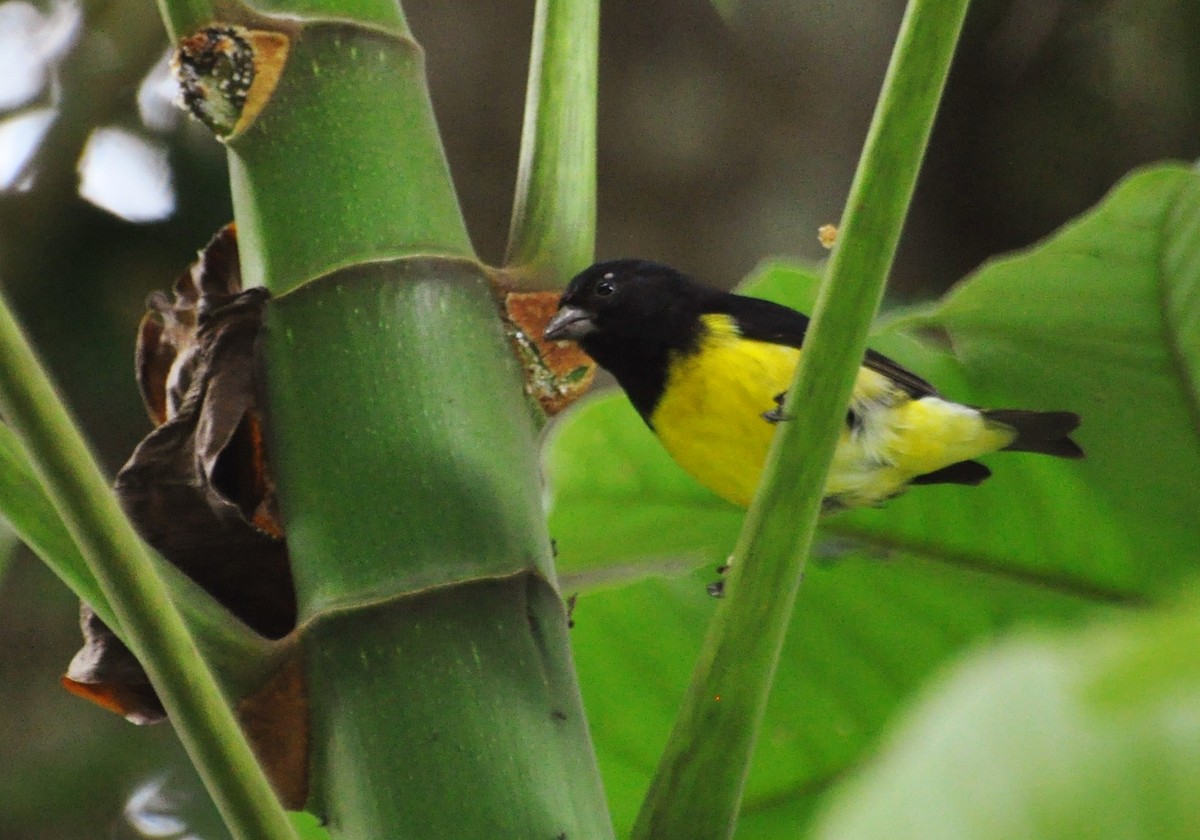 Yellow-bellied Siskin - ML288263621