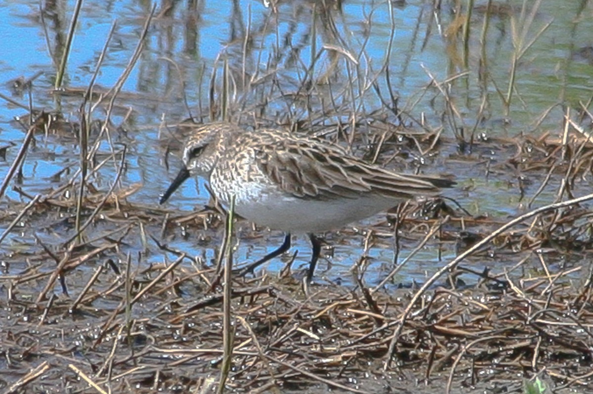 Semipalmated Sandpiper - ML288263791