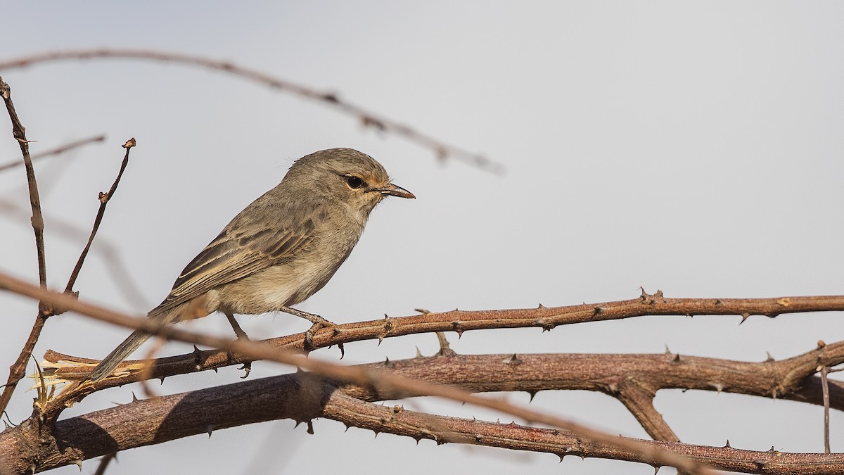 African Gray Flycatcher (African Gray) - ML288264011