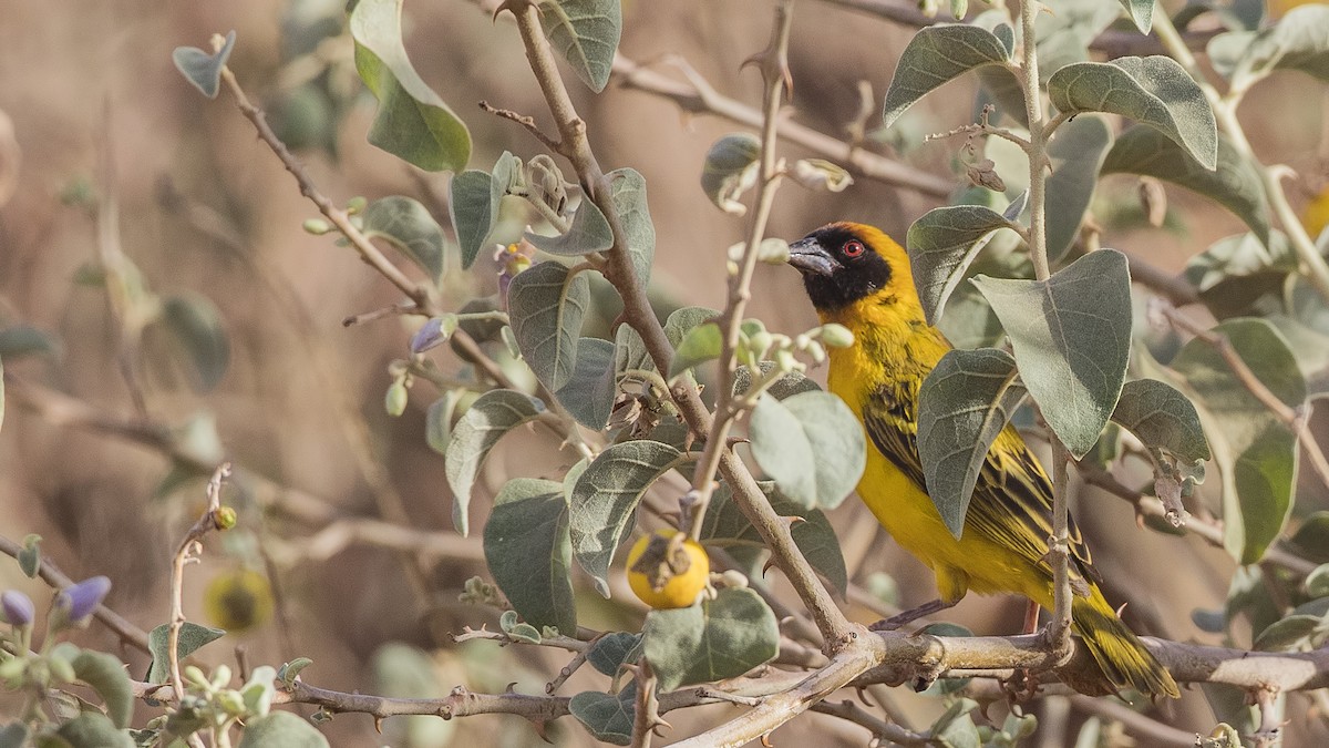 Vitelline Masked-Weaver - ML288264021
