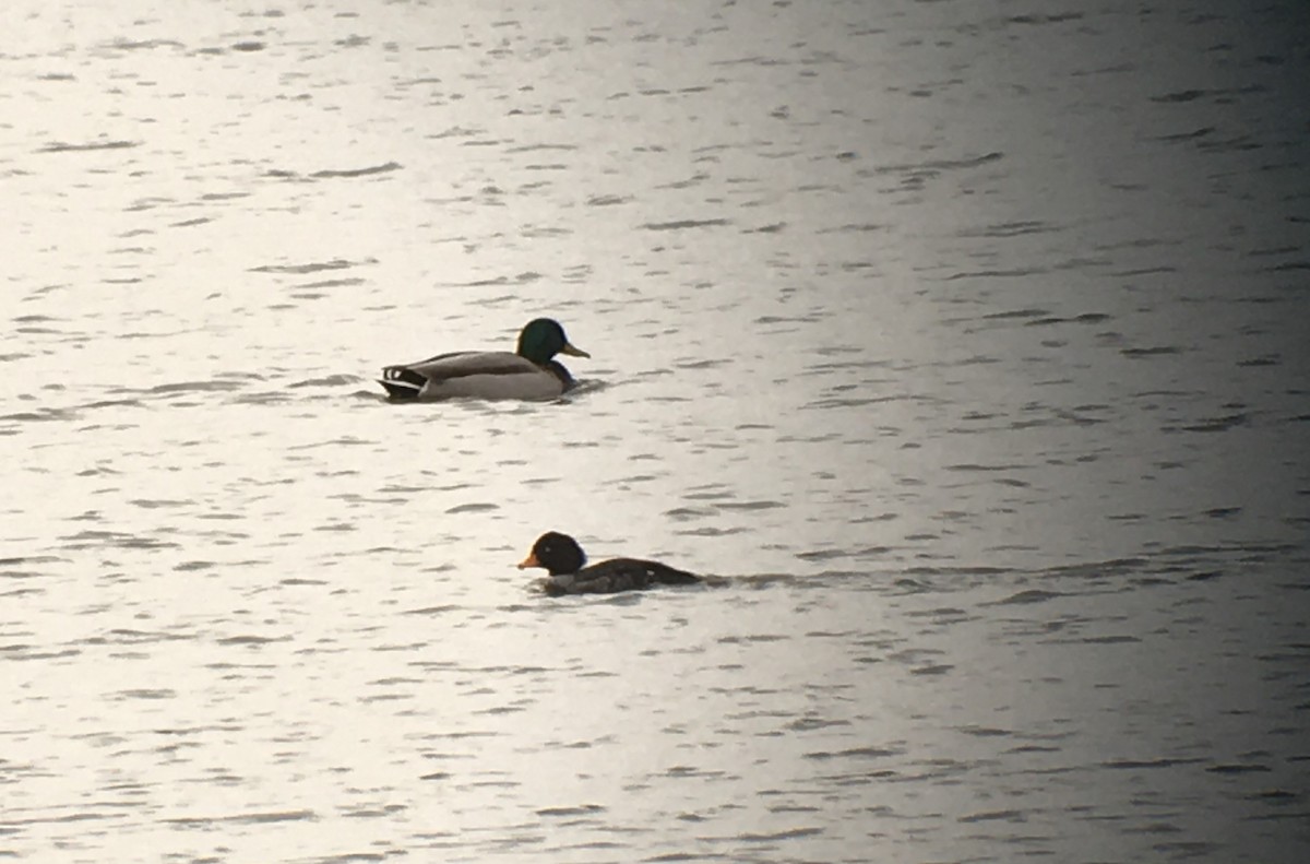 Barrow's Goldeneye - ML288264361