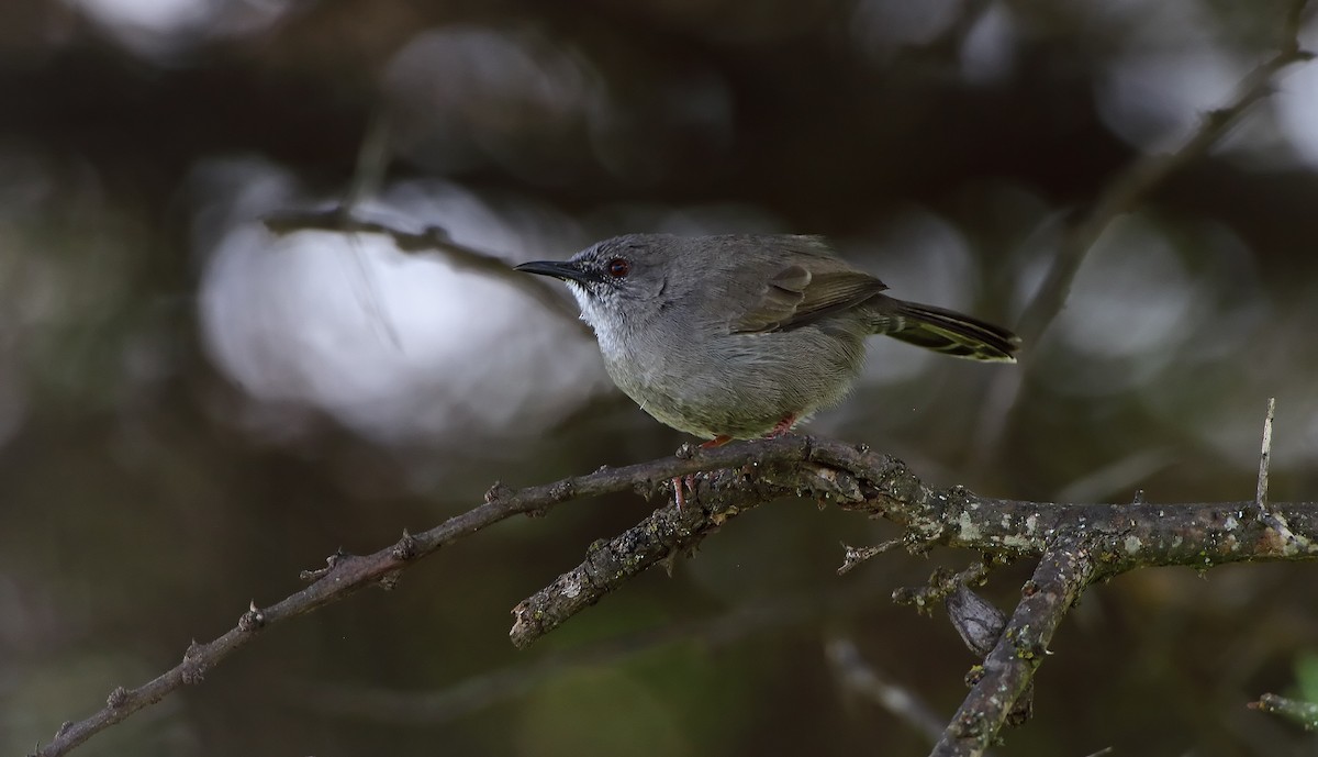 Gray Wren-Warbler - ML288265761