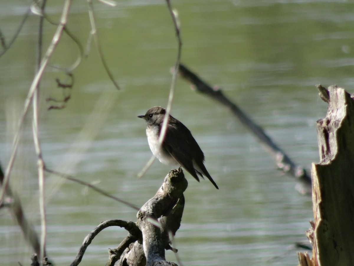 Gray-cheeked Thrush - Ben Heppner