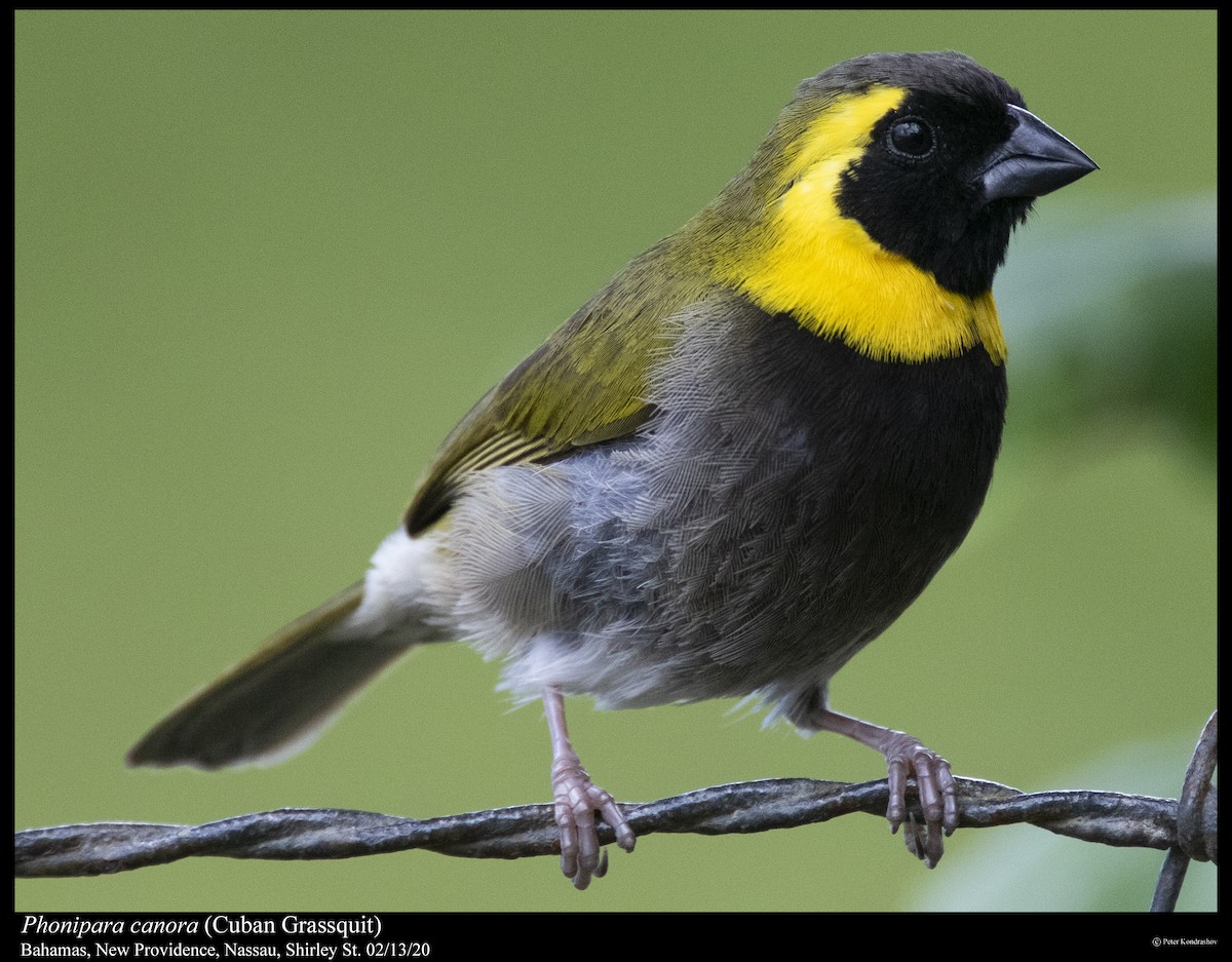 Cuban Grassquit - Peter Kondrashov