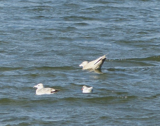 Glaucous Gull - ML288266631