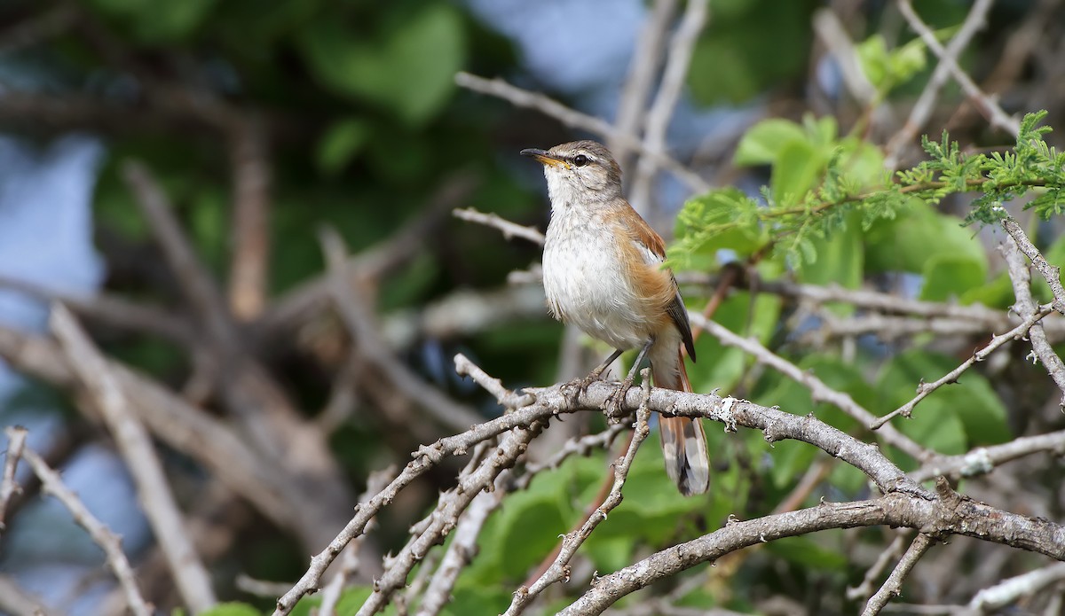 White-browed Scrub-Robin (White-winged) - ML288267141